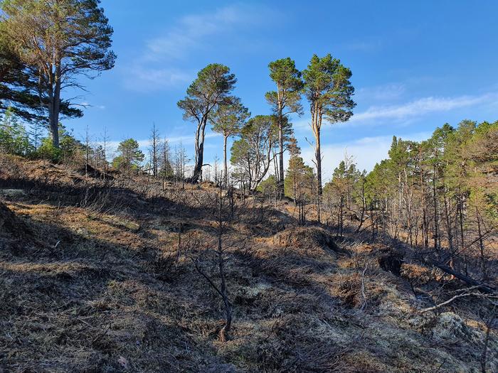 Wildfire burned forest in Scotland