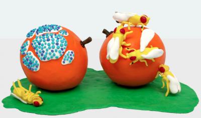 Disgust Circuit: Flies Sniff Out and Avoid Spoiled Food (2 of 3)