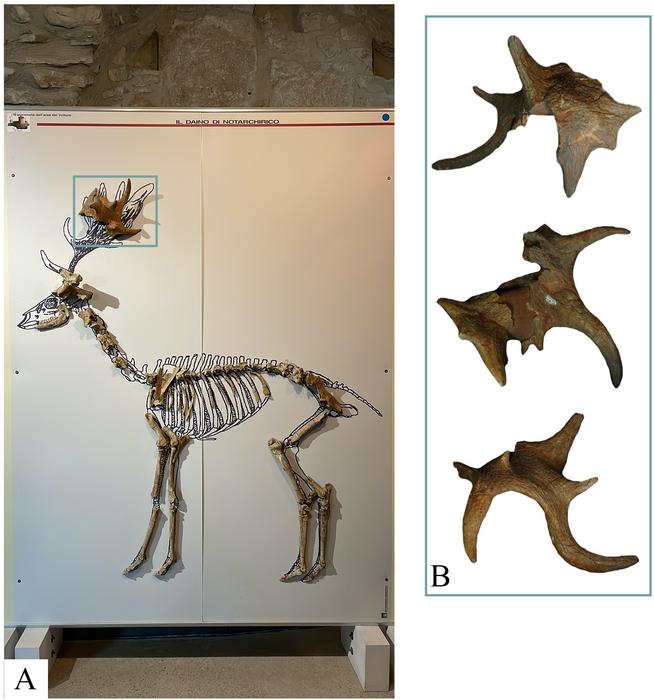 Climatic and environmental changes of ~100 thousand years: The mammals from the early Middle Pleistocene sequence of Notarchirico (southern Italy)