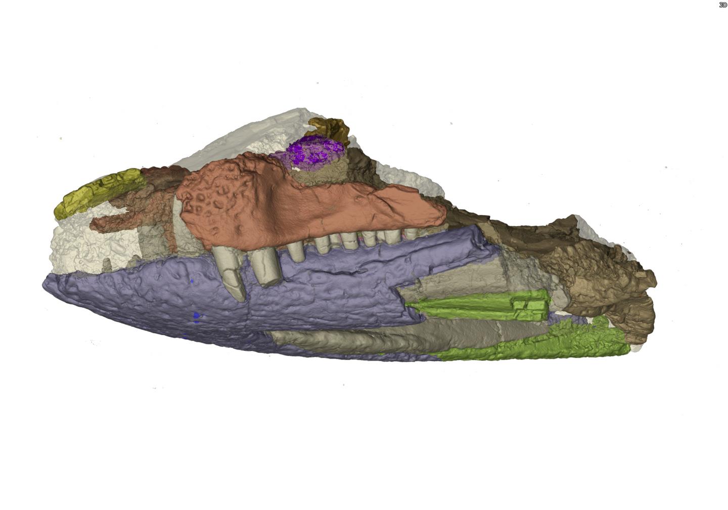 Shartegosuchus Skull