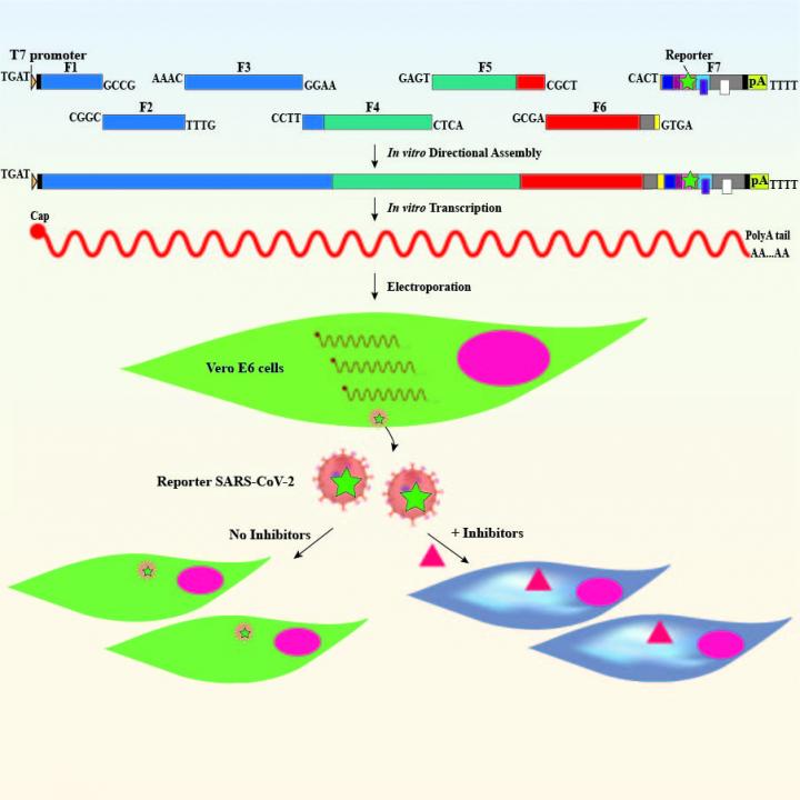 Graphic Representation of the Reverse Genetic System for SARA-CoV-2