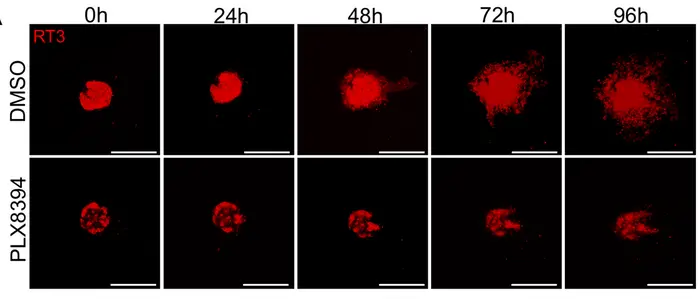 Impact of Plixorafenib on cancer cells