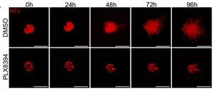 Impact of Plixorafenib on cancer cells