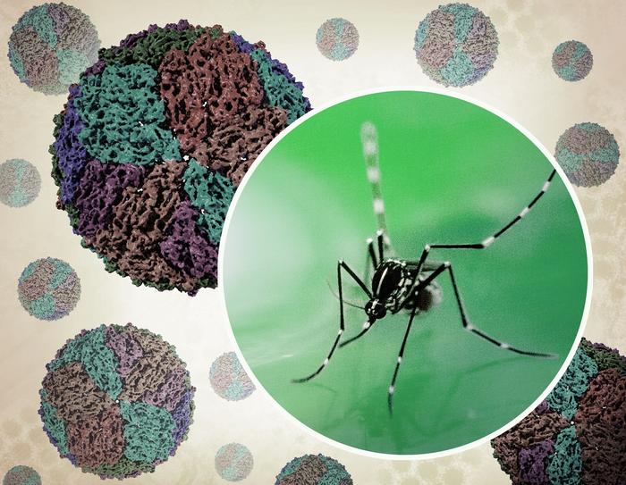 Aedes mosquito and renderings of mature dengue virus particles