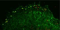 Vaccinia Viruses Can Be Trapped in Protein Cages