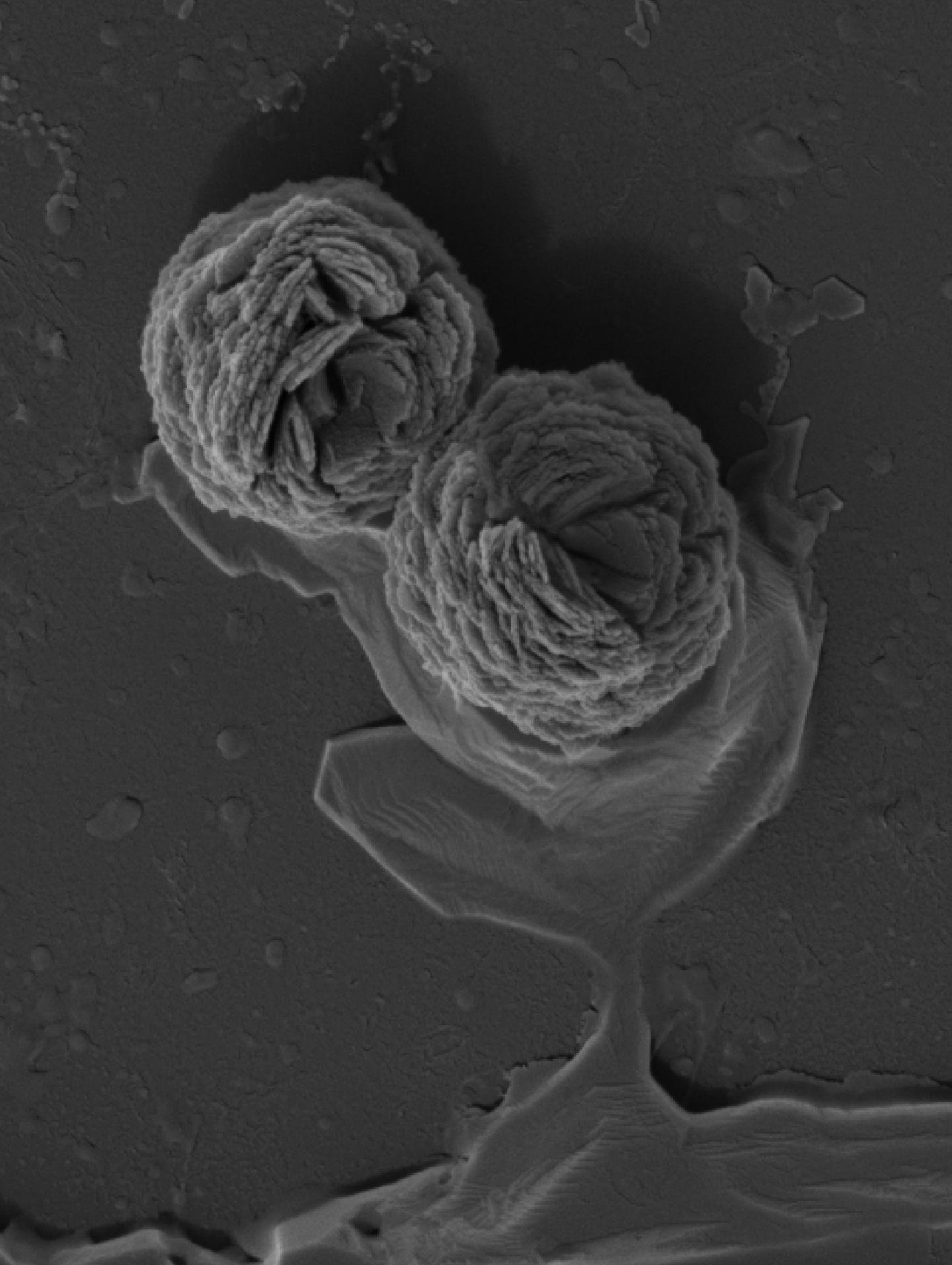Self-Assembled RNA-Triple-Helix Hydrogel Nanoconjugates and ScaFfold for MicroRNA Delivery.