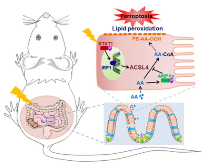 Arachidonic Acid Promotes the Occurrence of Radiation-induced Intestinal Injury