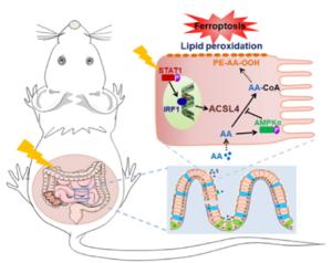 Arachidonic Acid Promotes the Occurrence of Radiation-induced Intestinal Injury