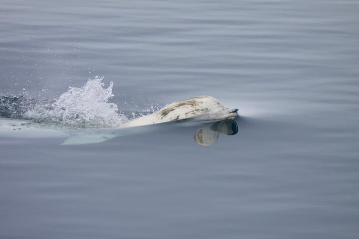 Beluga Swimming