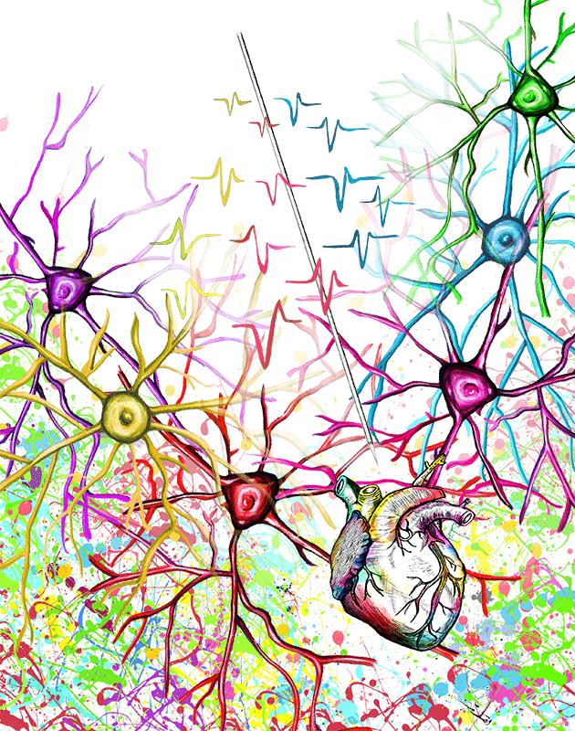 Waveforms recorded in neurons change when the heart beats