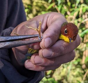 A Chestnut-headed Tesia being ringed