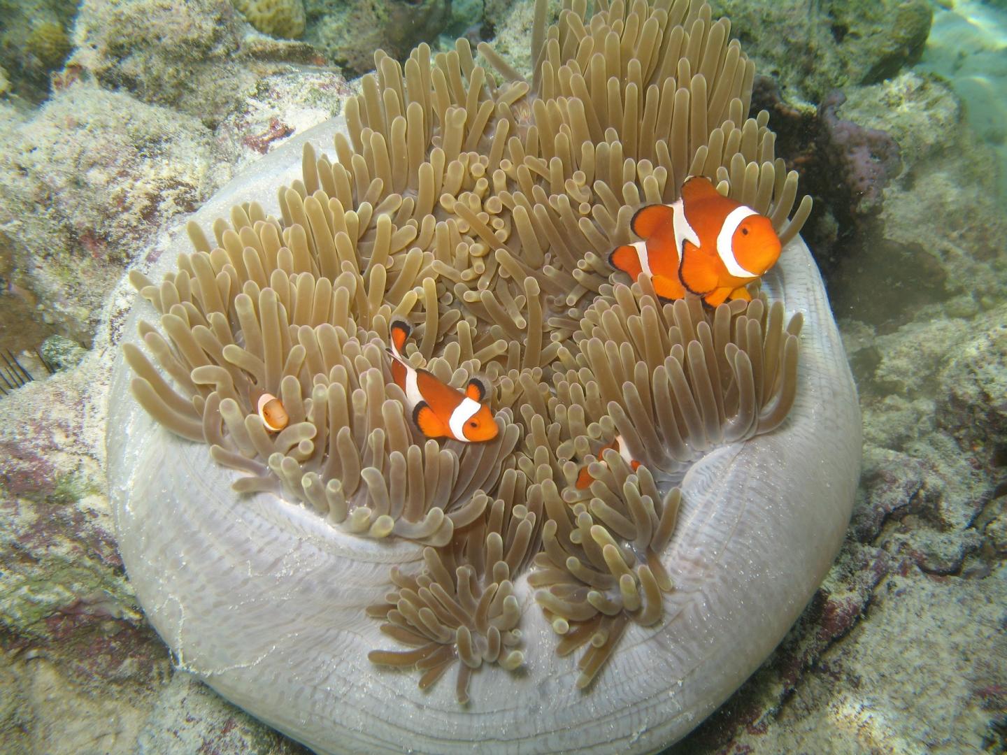 One sea anemone often hosts a group of a few clownfishes