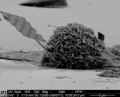 Photonic Nanoprobe Inserted in Cell Close