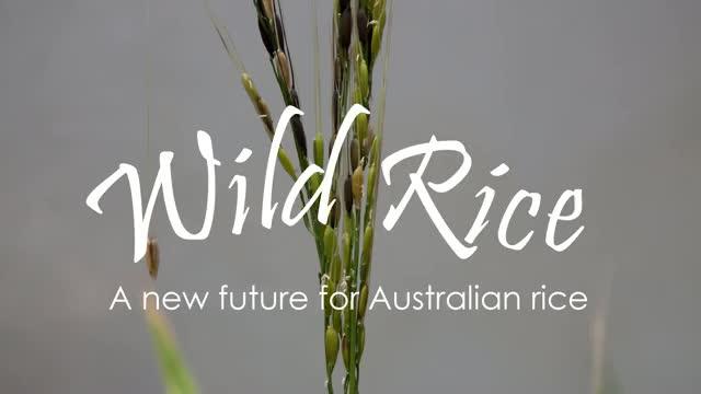 Professor Robert Henry Discusses Wild Australian Rice