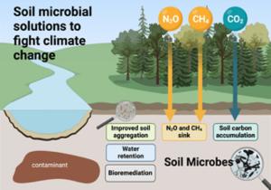 How soil bacteria can fight climate change