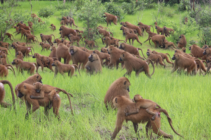 Guinea baboons live in a multi-level society composed of units, parties and gangs. A gang can include up to 200 animals.