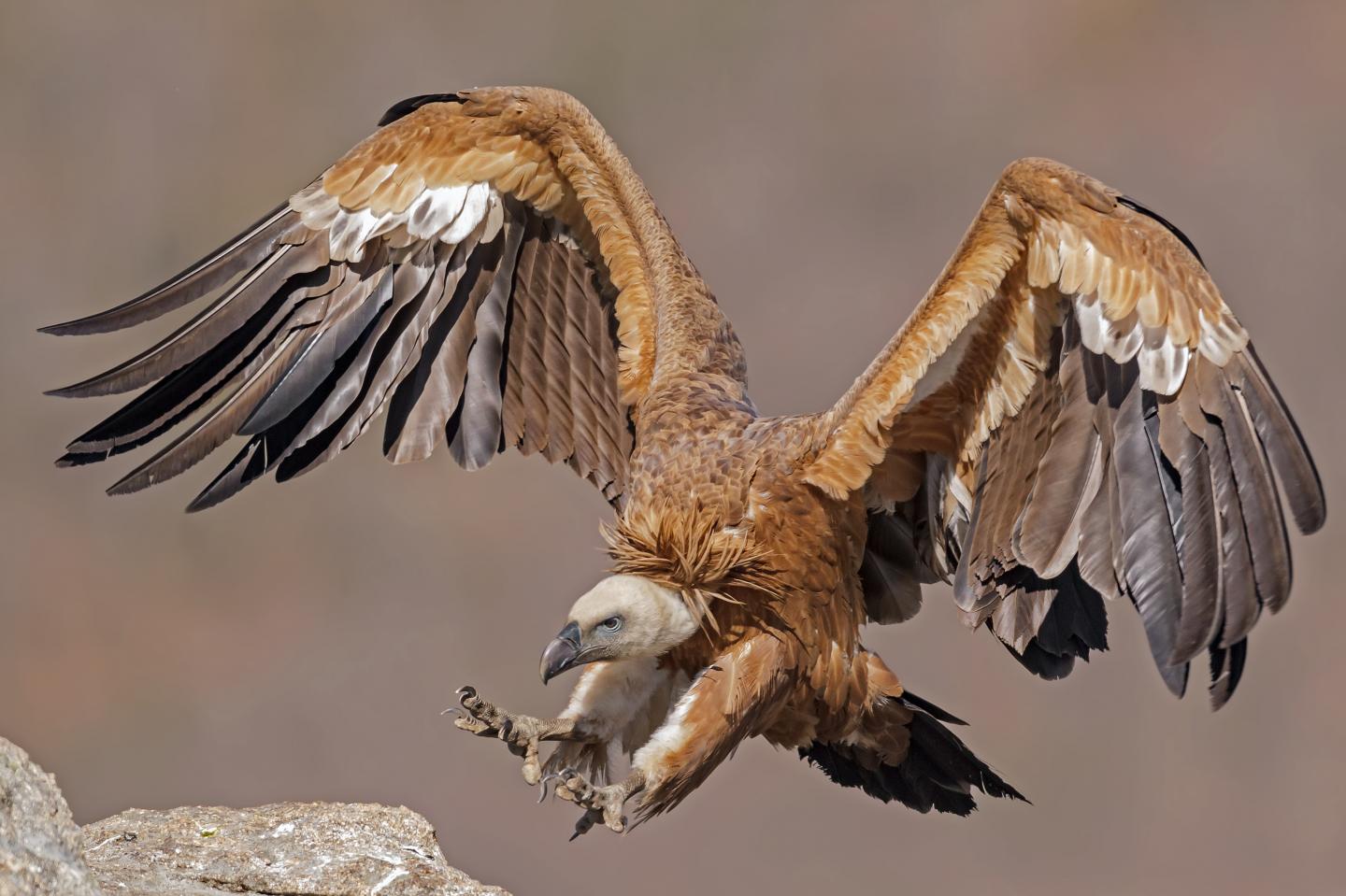 Are Vultures Spreaders of Microbes that Put Human Health at Risk?