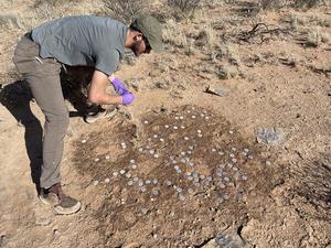 Researcher collects cores of biocrust