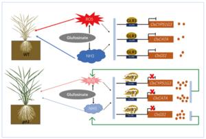 Scientists Cloned a Novel Gene Responsible for Glufosinate Resistance in Rice