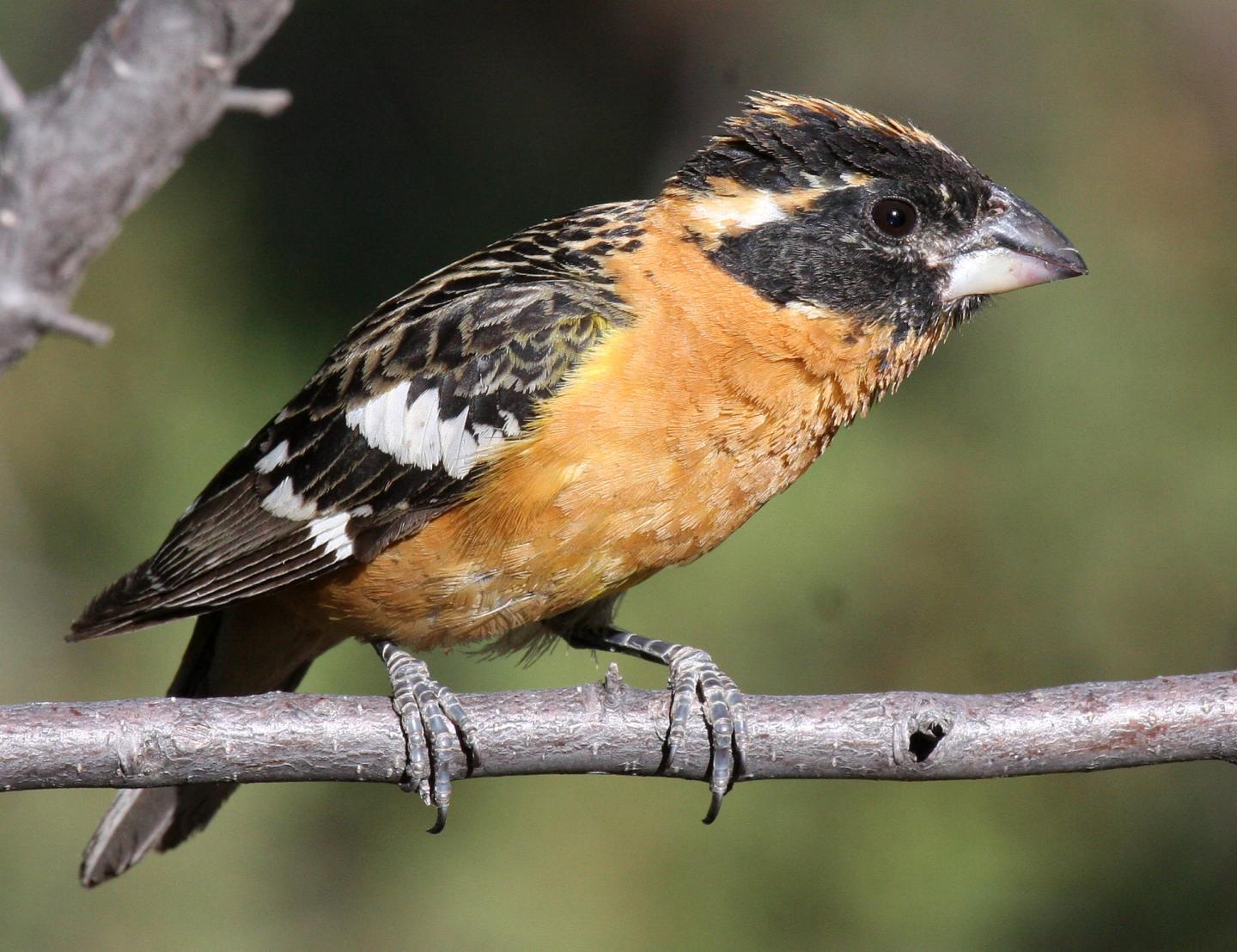 Black-headed Grosbeak
