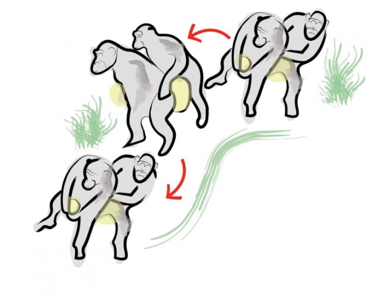 An Illustration of the Chimp's Conga