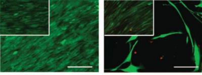 Stem Cell Resistance
