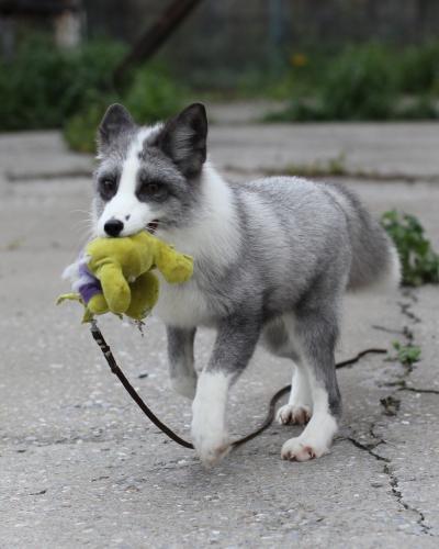 domesticated grey fox