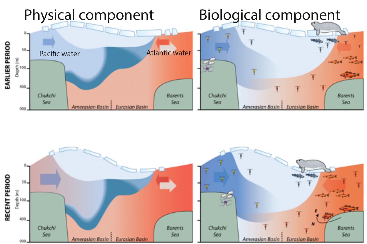 Conceptual Model Of Arctic Oce IMAGE EurekAlert Science News Releases