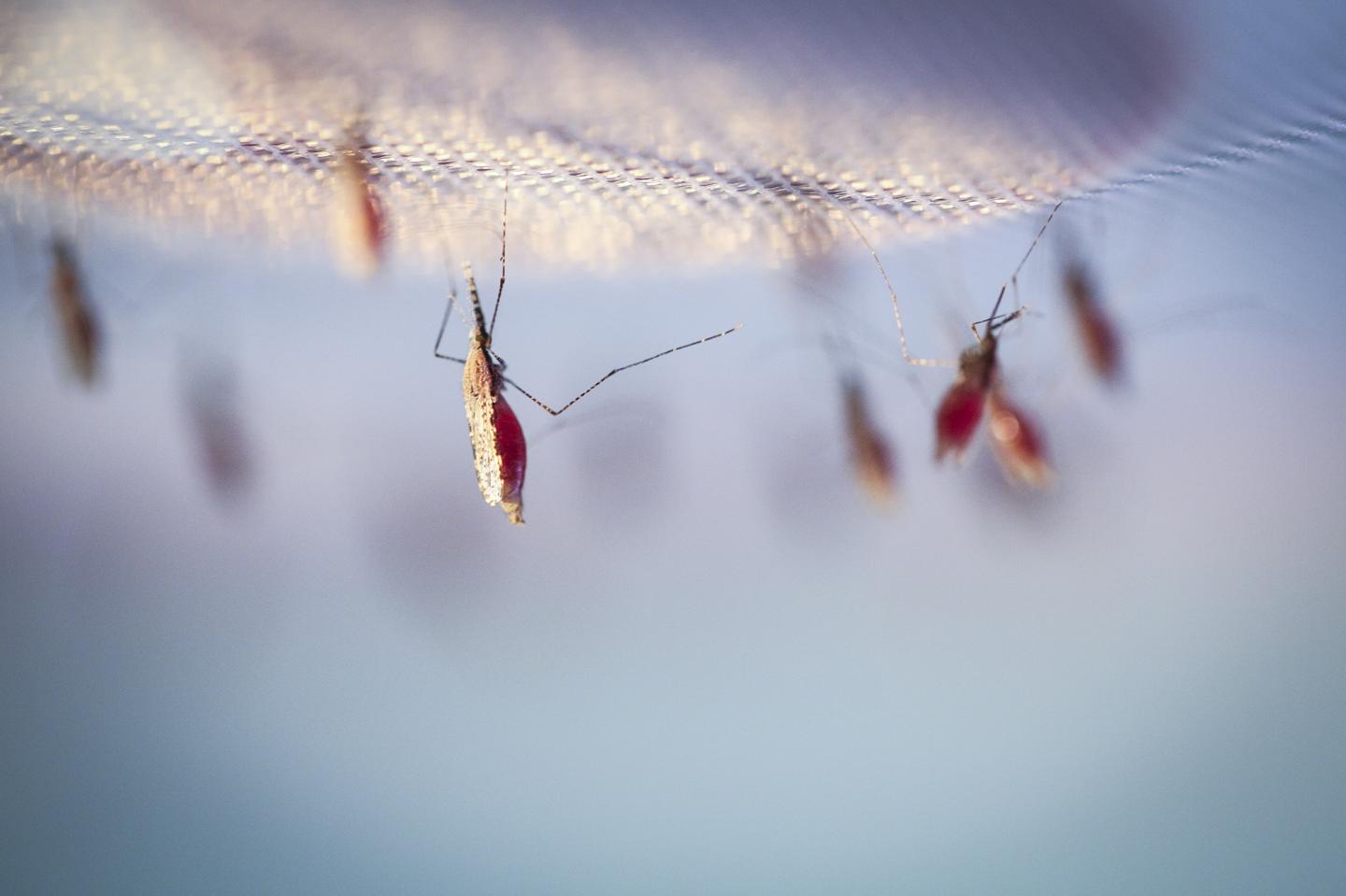 Mosquitoes Being Fed a Blood Meal