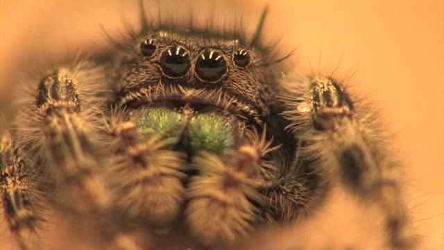 Hearing in a Jumping Spider