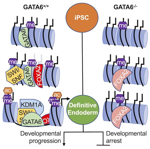 The Role of GATA6 in Cell Differentiation