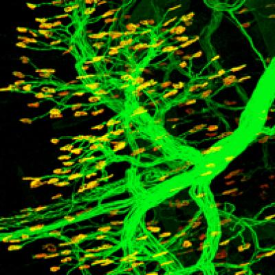 Salk Researchers Discover That Stem Cell Marker Regulates Synapse Formation