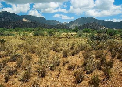 Desert Scrub Vegetation