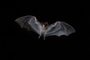 Seba’s short-tailed bat (Carollia perspicillata)