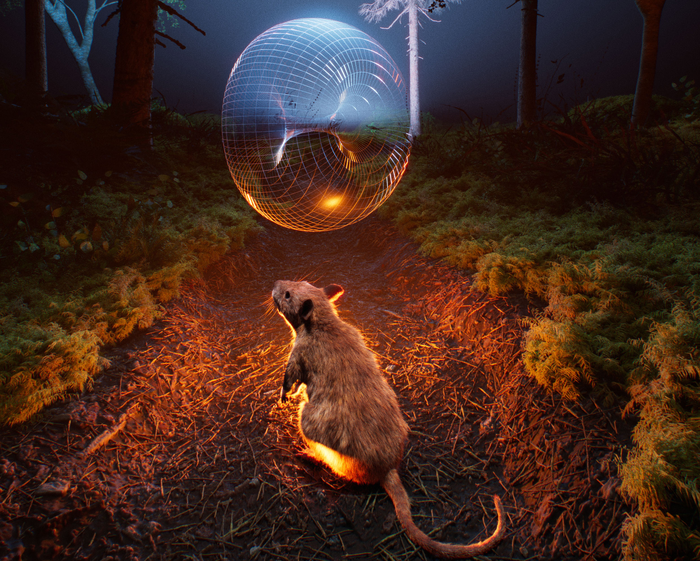 The activity structure of the brain's grid cells can be visualized as the surface of a doughnut.