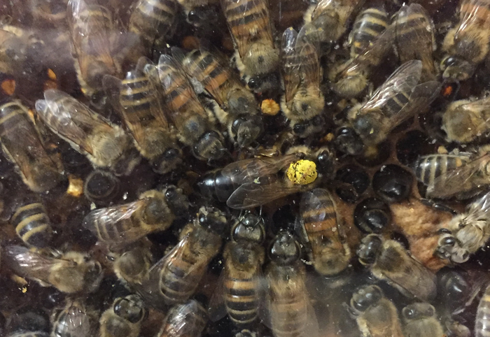A queen bee surrounded by workers inside an observation hive