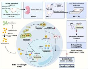 Mitochondrial glutamine metabolism changes induced by excessive prednisone during pregnancy cause chondrodysplasia and predispose offspring