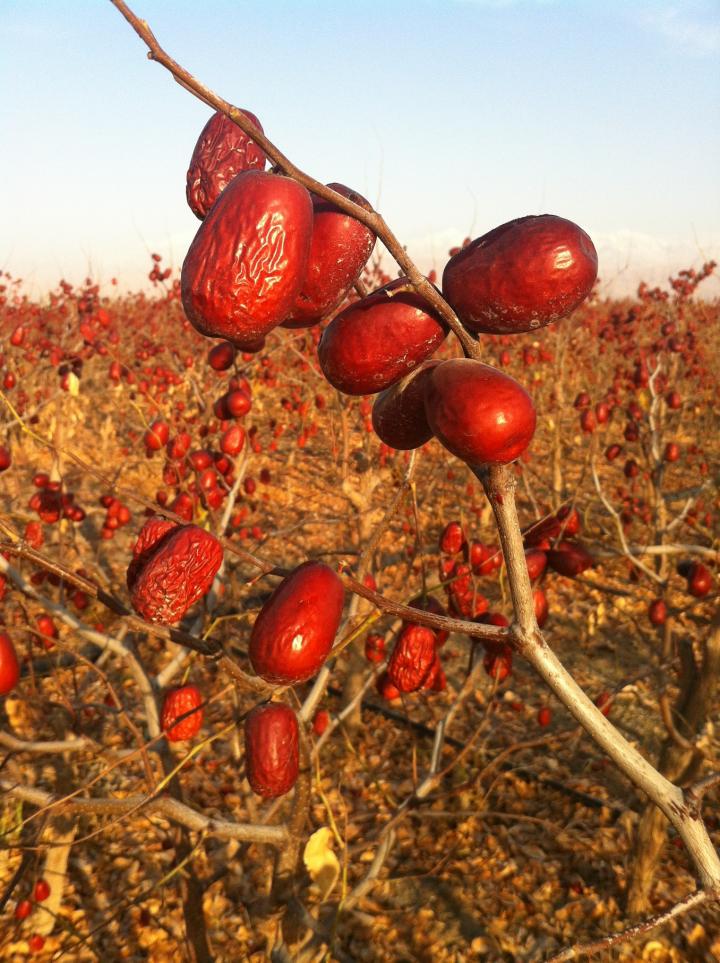 Genes Controlling Sugar and Acid Content Played Key Role in Jujube Domestication