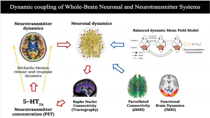 neurotransmitters in the brain and depression