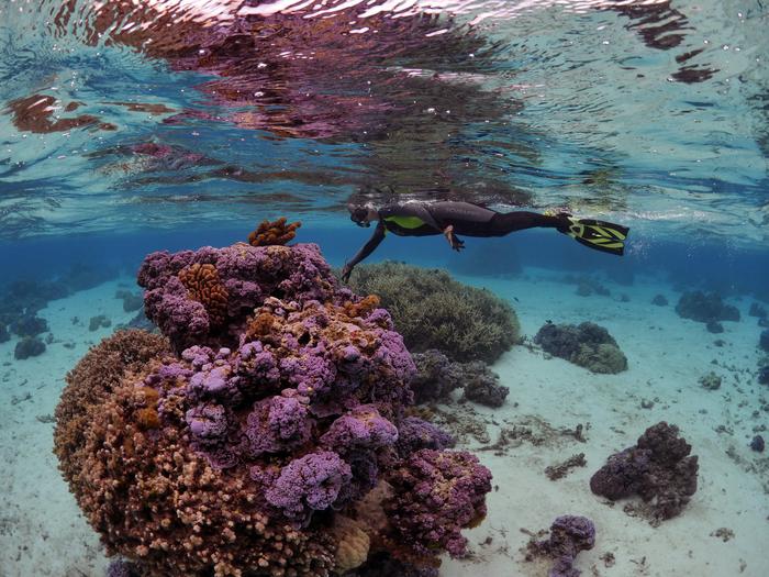 Rebecca Vega Thurber, a coral microbiologist at Oregon State University, surveys a coral reef on Mo'orea, French Polynesia.