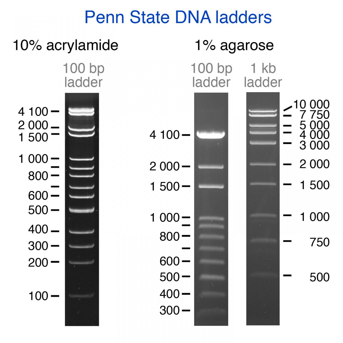 Gel Electrophoresis