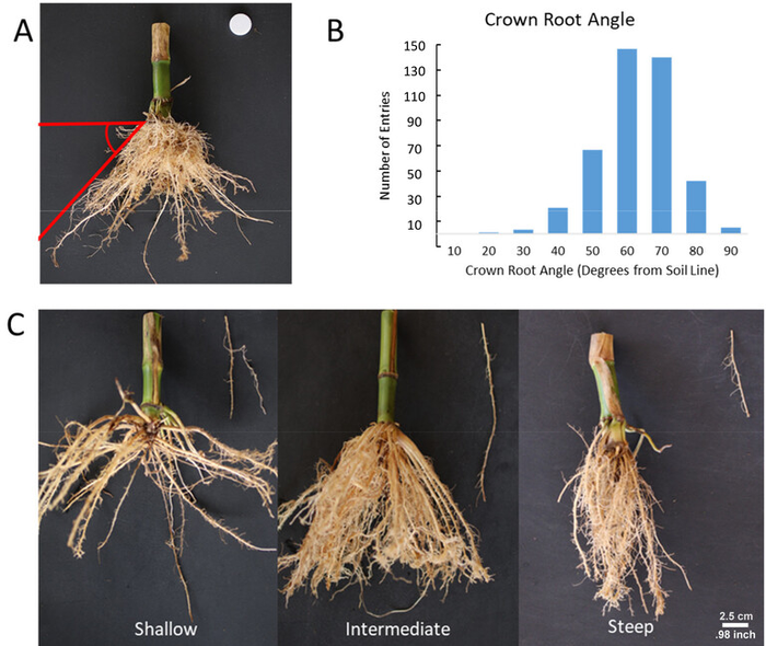 Researchers observed a wide variation in crown root angles in corn, ranging...