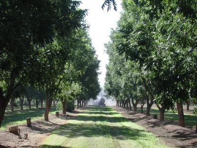 Effectiveness of State-Level Pecan Promotion Program Evaluated