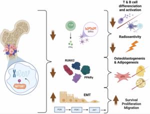 SETDB1 amplification in osteosarcomas: Insights from its role in healthy tissues and other cancer types