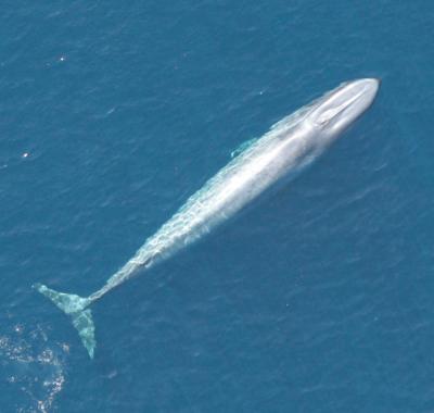 Single California Blue Whale