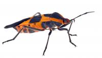 Adult Milkweed Bug Photo