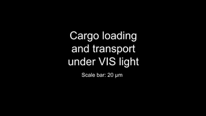 Cooperative task achievement by swarm transporters through loading and transporting cargo over a long distance