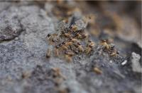 Termites -- High-res