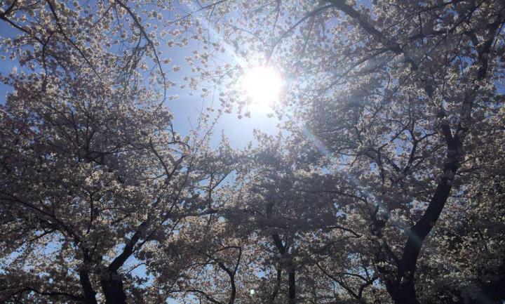 Solar Powered Green Chemistry