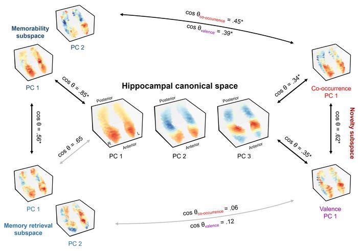 Figure 2. Comparison between canonical components and functional subspaces of the hippocampus